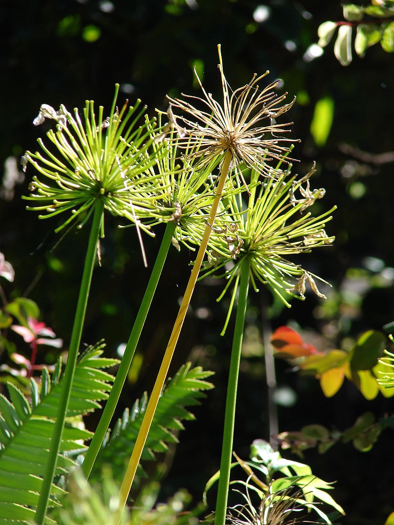 Fruit