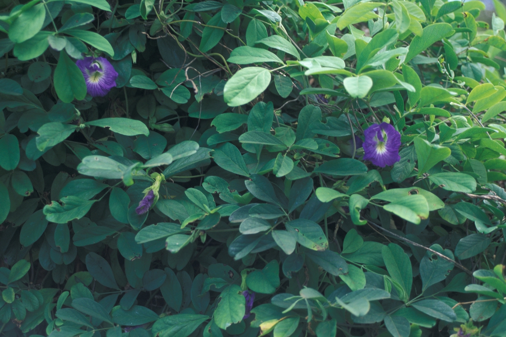 leaves and flowers