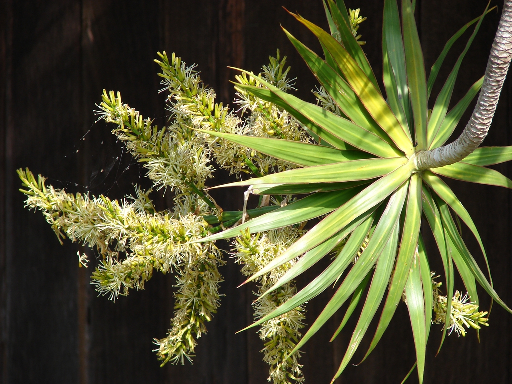 leaves and flowers