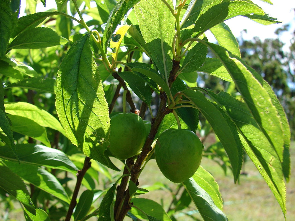 Leaves and immature fruits