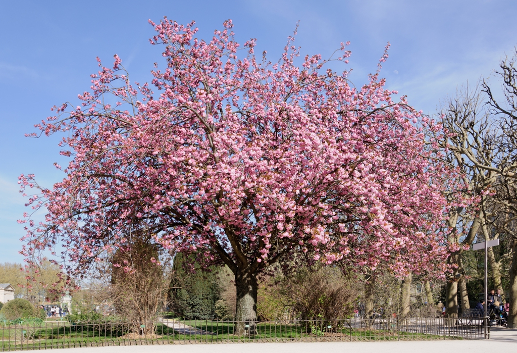 Form in bloom