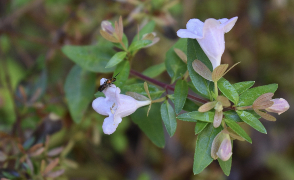 Linnaea x grandiflora
