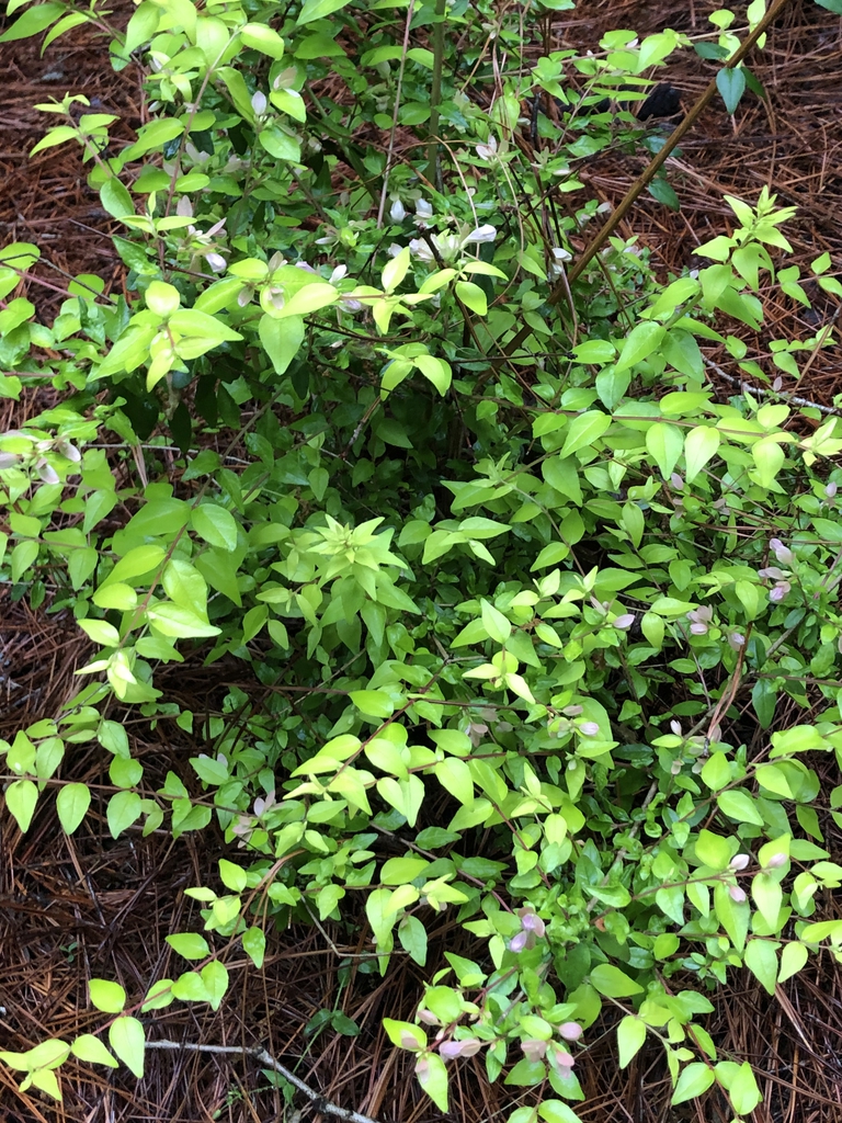 form, Warren County, NC