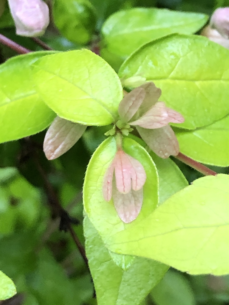 pink calyx and close-up of leaves