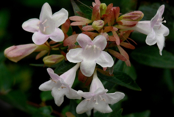 White, tubular flowers with 5 corolla lobes and brown calyx