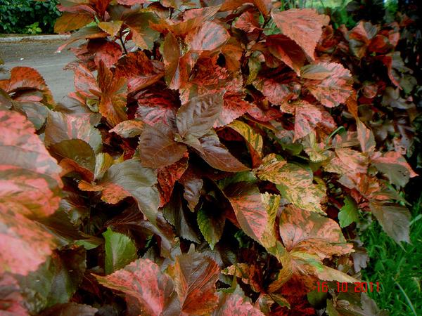 Oval leaves mottled with green, cream, pink, copper, and red