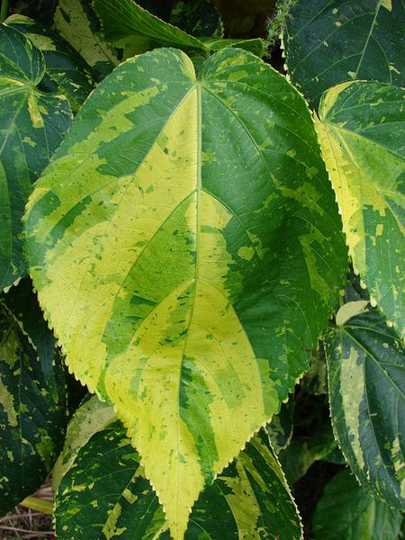 Ovate leaves with serrated margins with shades of green & gold