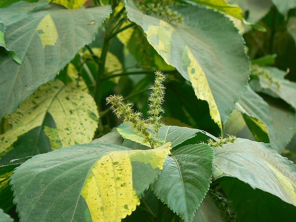 Acalypha wilkesiana
