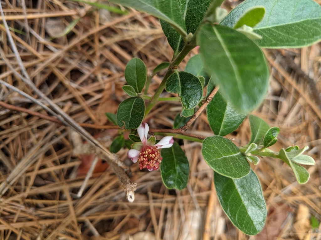 Flower May 2021 Cabarrus County