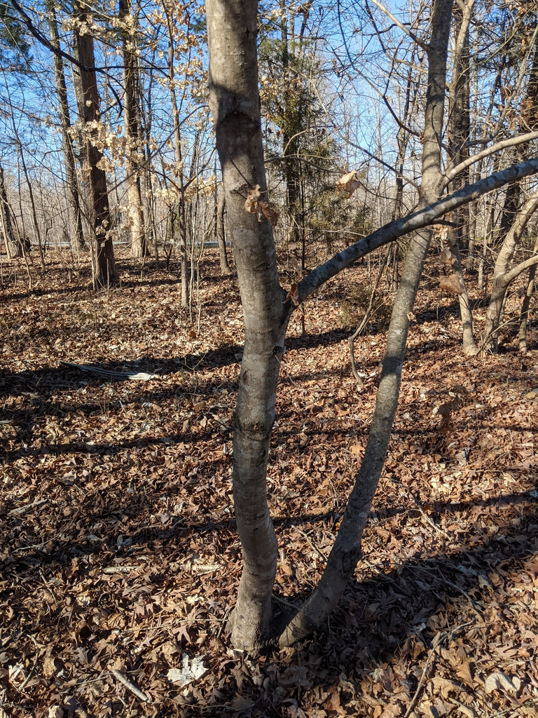 Light brown smooth bark of a young tree.