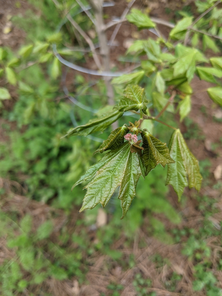 Stem tip with young glossy leaves & leaf buds.