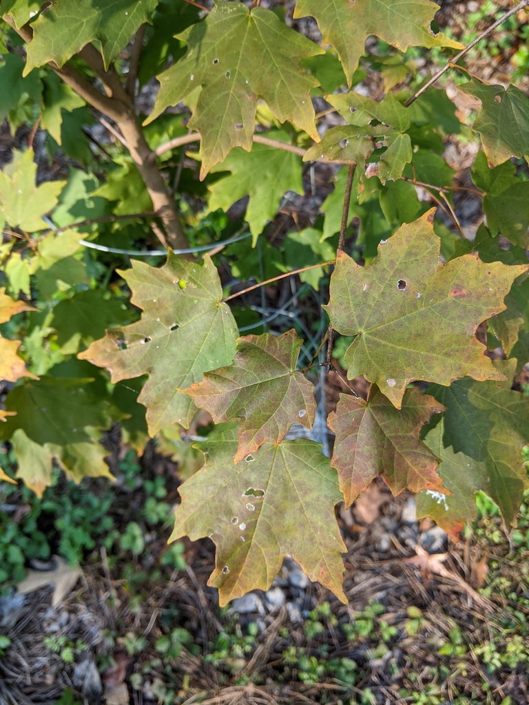 Acer saccharum subsp. leucoderme