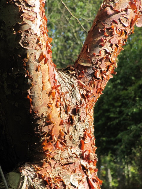 Extremely ornamental exfoliating bark reddish bark