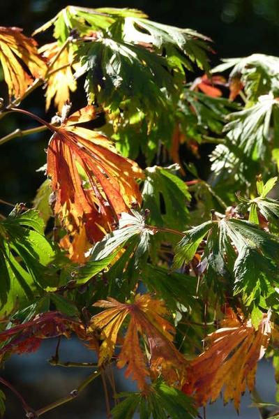 Acer japonicum 'Aconitifolium'
