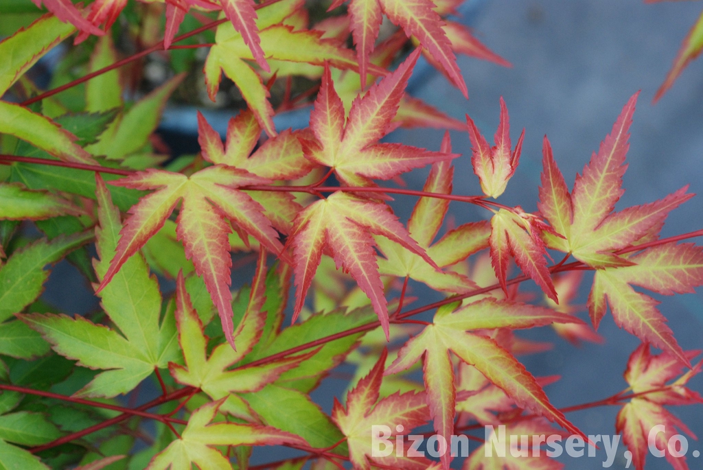 Leaves