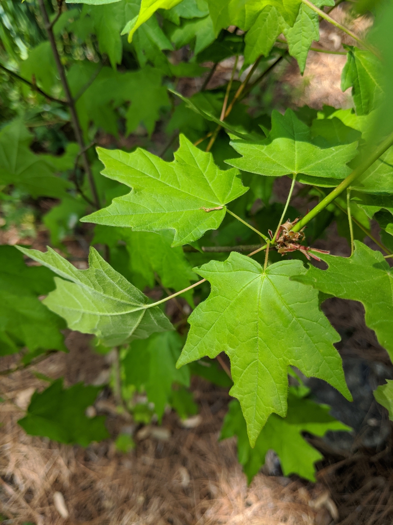 Bright green simple, opposite leaves with 3 medium deep lobes.