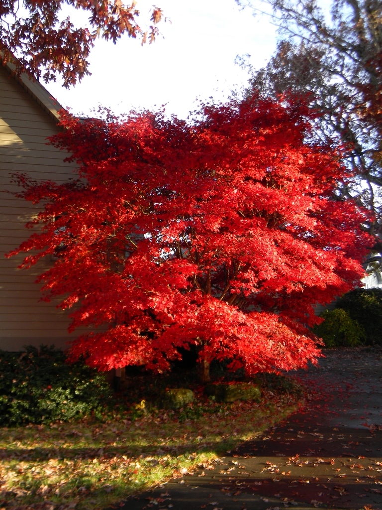 Medium dense square habit with bright crimson foliage in fall