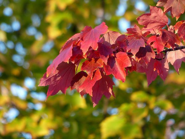 Acer rubrum 