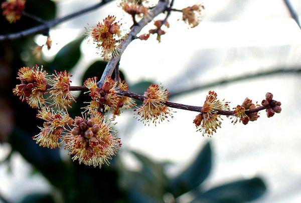 Acer rubrum 