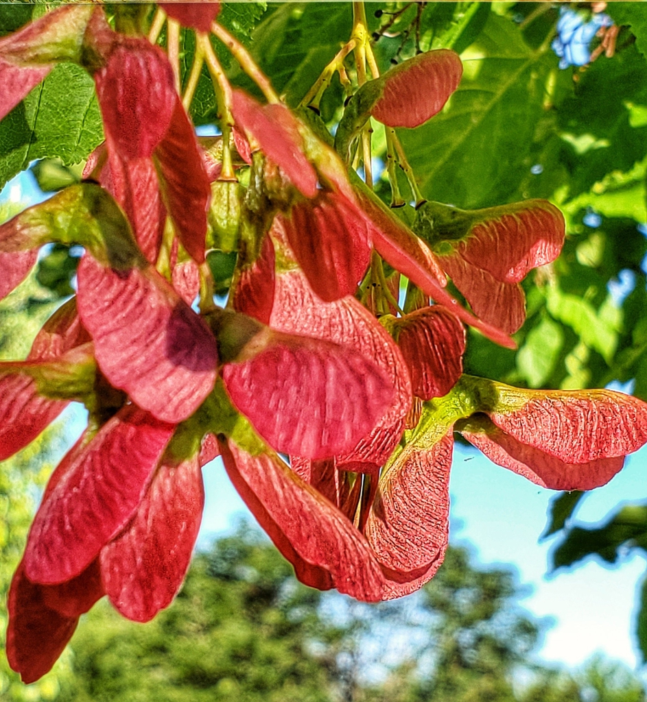 Double-winged samaras have a red color.