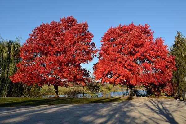 Acer rubrum 