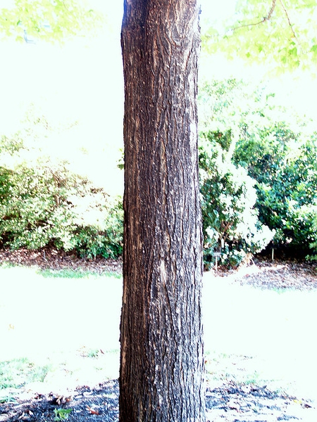 bark