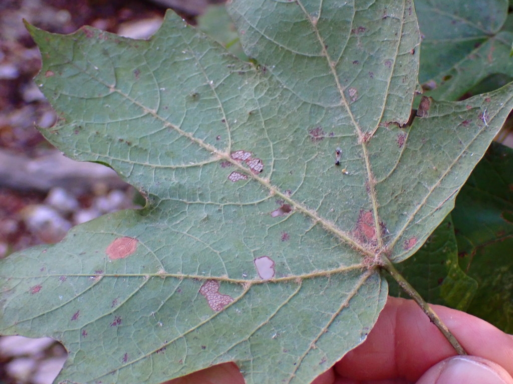 Underside of leaf with short white hairs