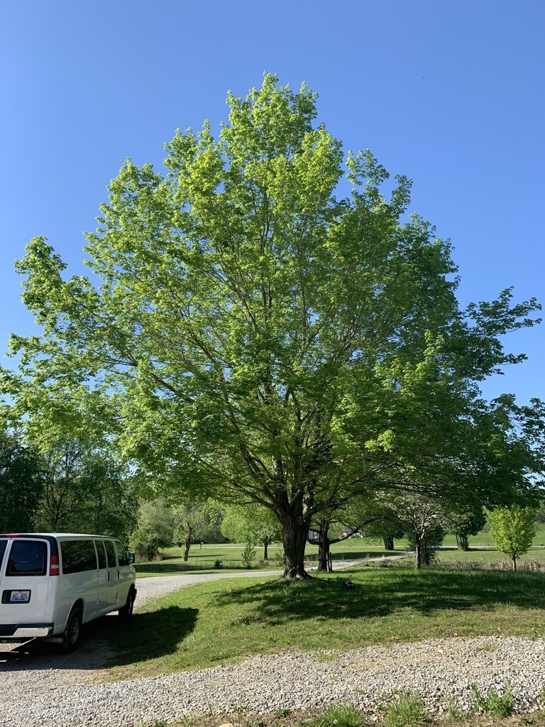 Mature roadside tree with spreading oval habit.