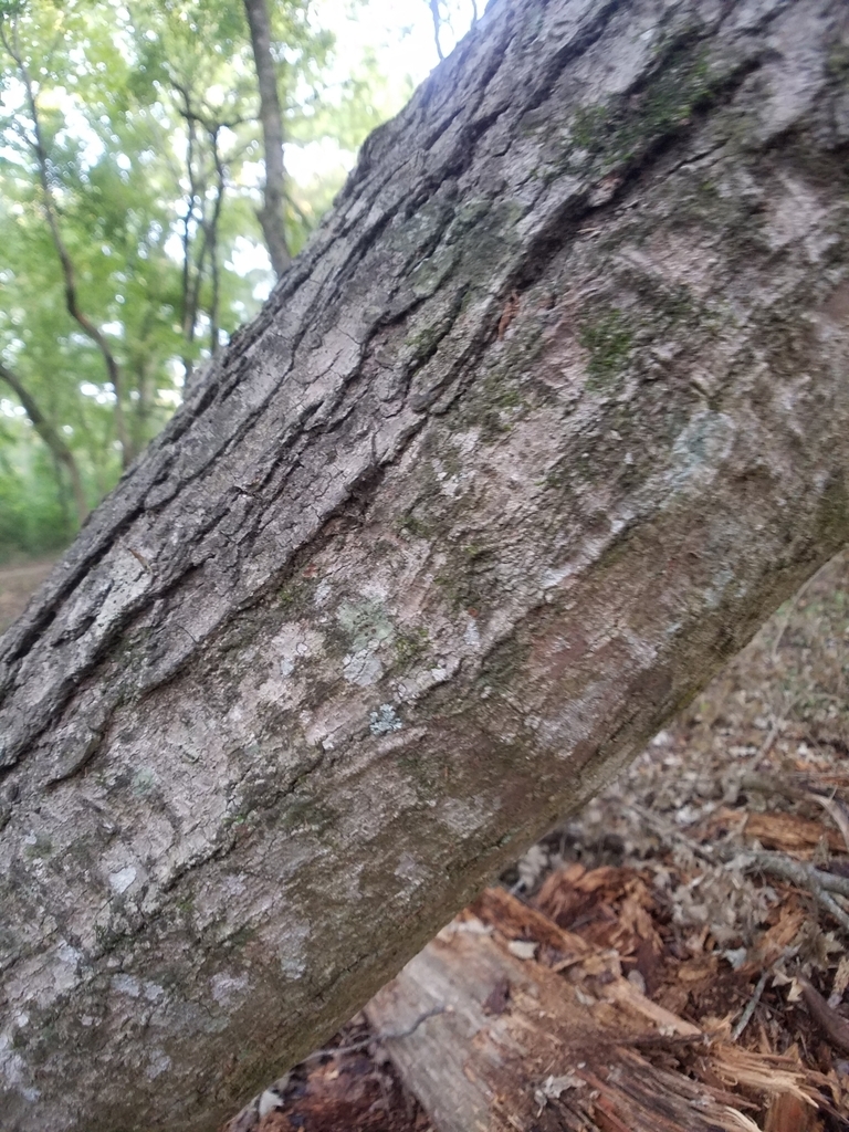 Mature bark