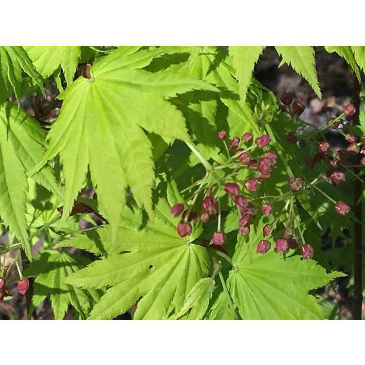 Flowers of 'Jordan'