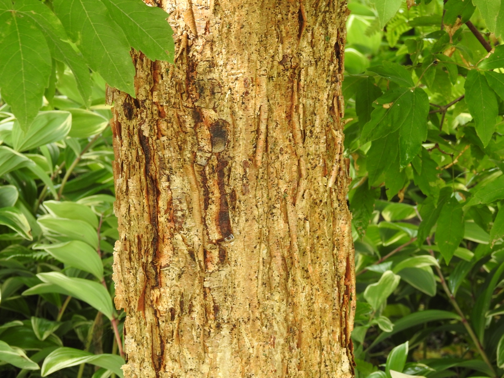 Bark