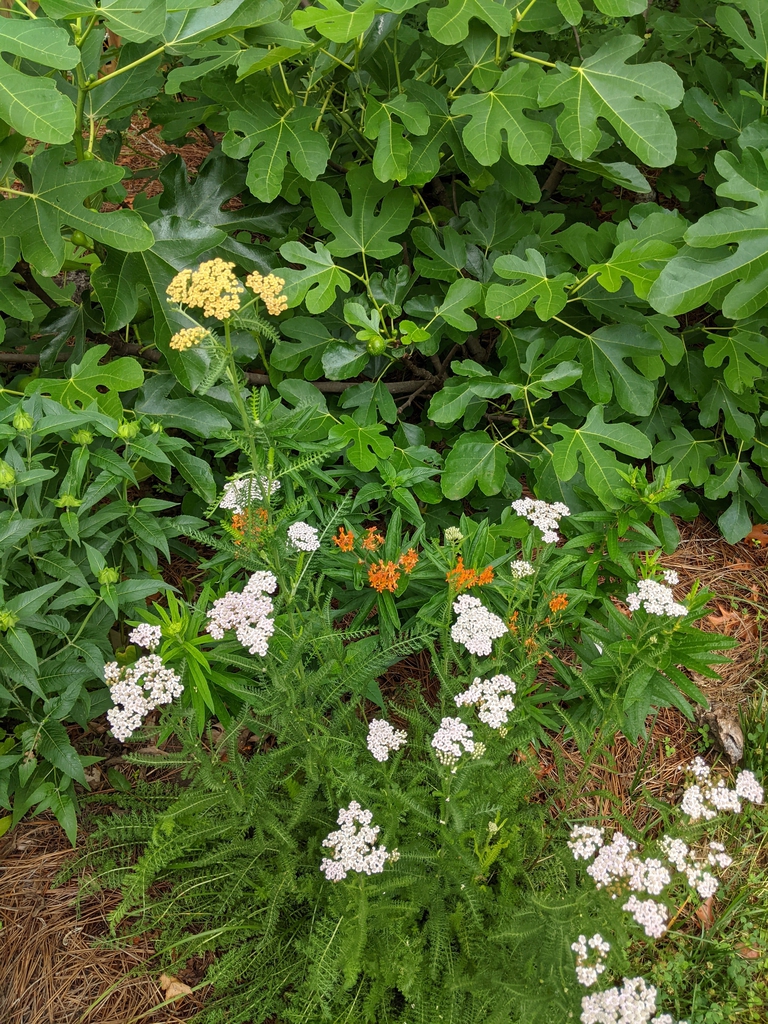Form June 2021