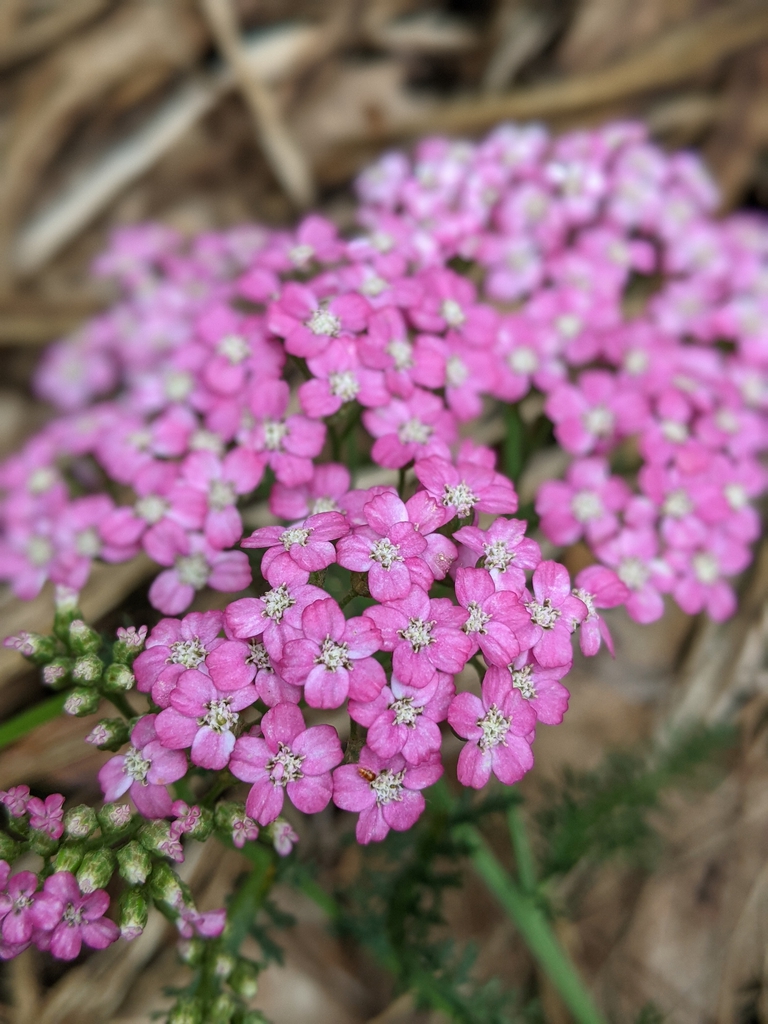 Flowers Up Close Spring 2021