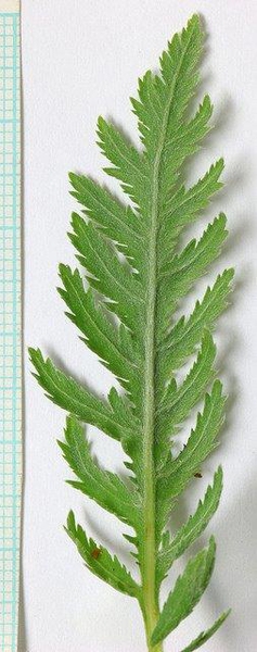 Achillea filipendulina