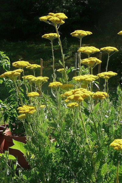 Achillea filipendulina