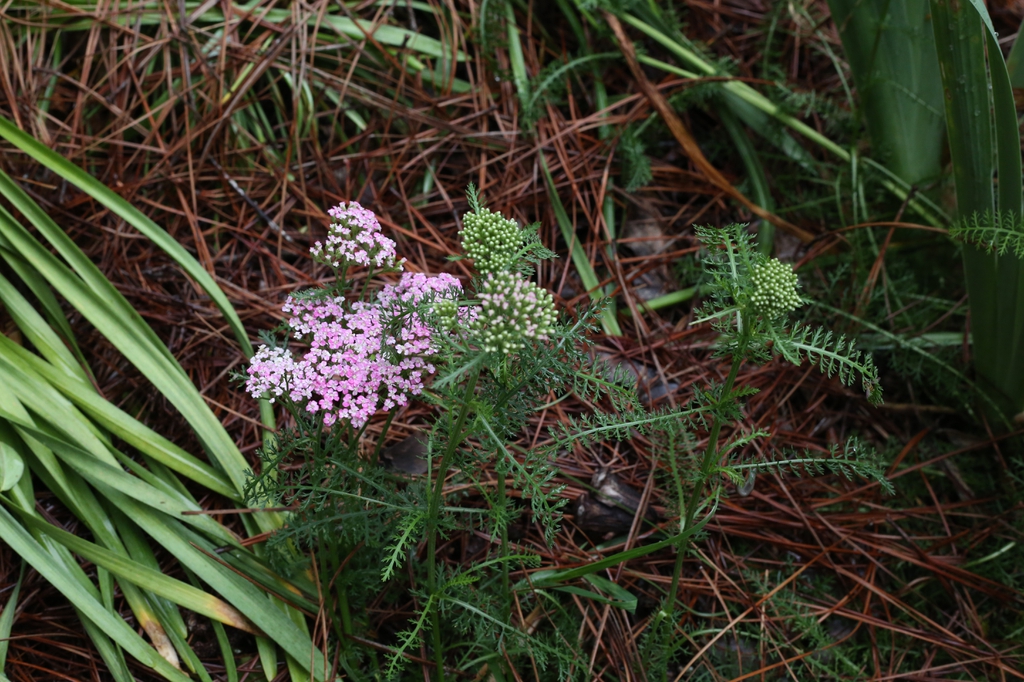 Achillea millefolia