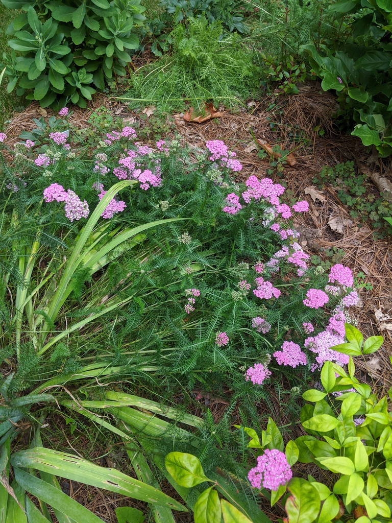 Achillea millefolium