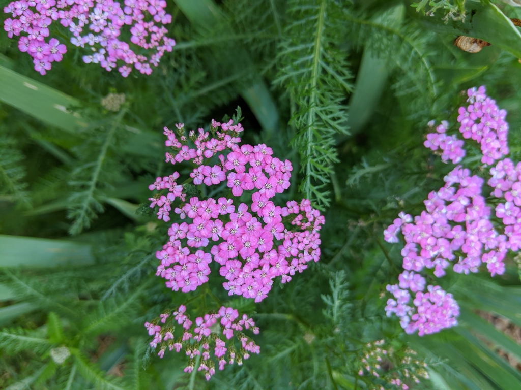Achillea millefolium