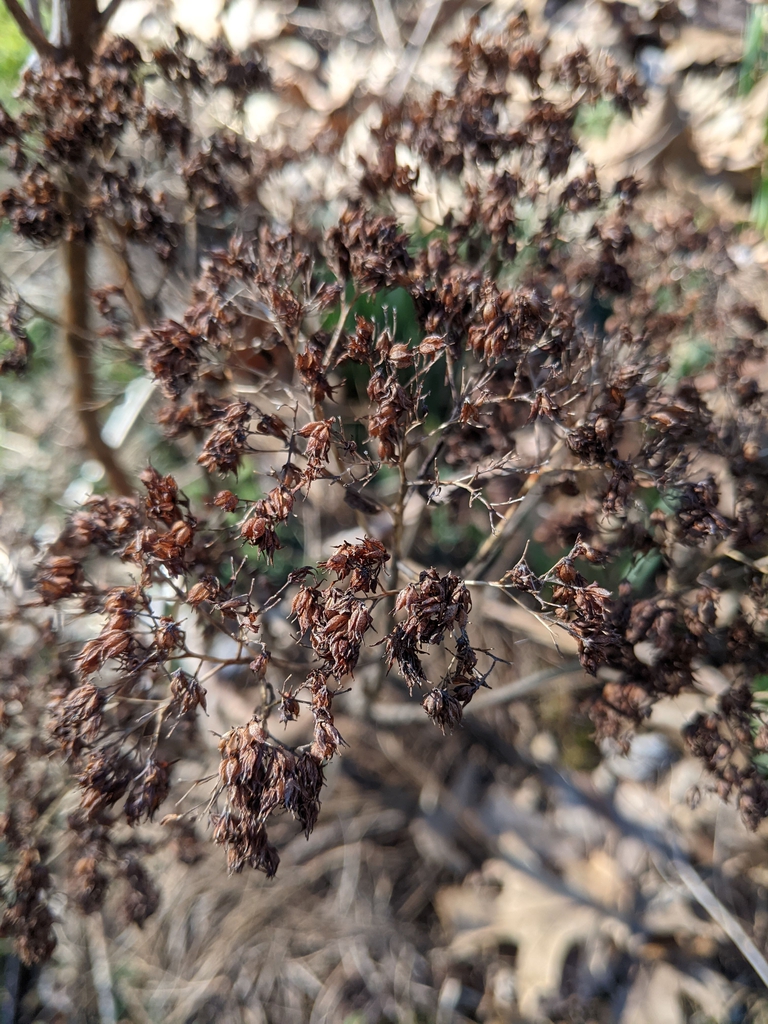 achillea millefolium