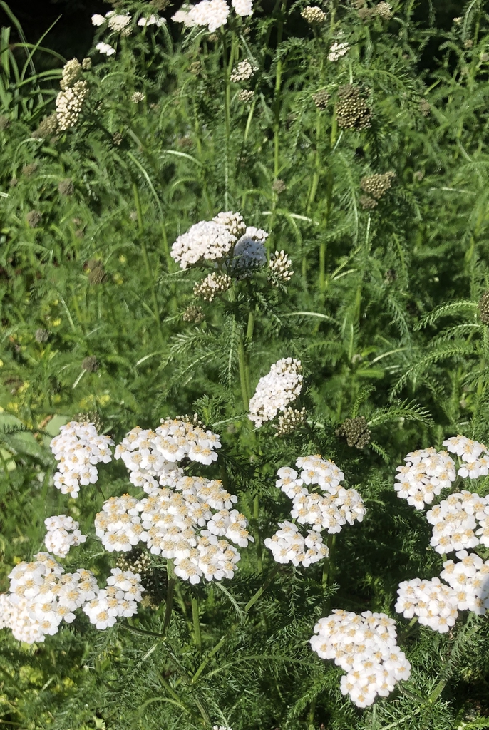 flower, Wake County, NC