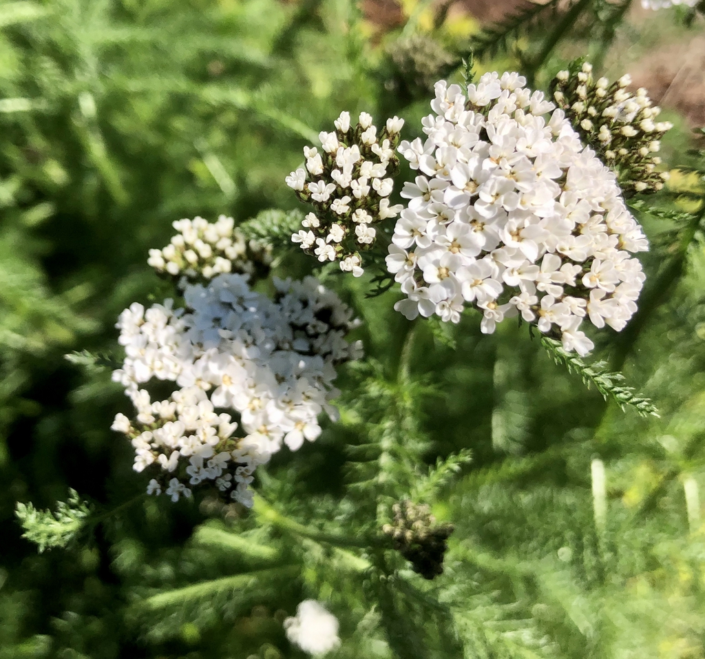 flower, Wake County, NC