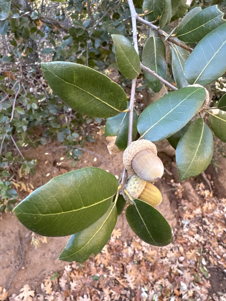 Acorn in November in San Diego County, California