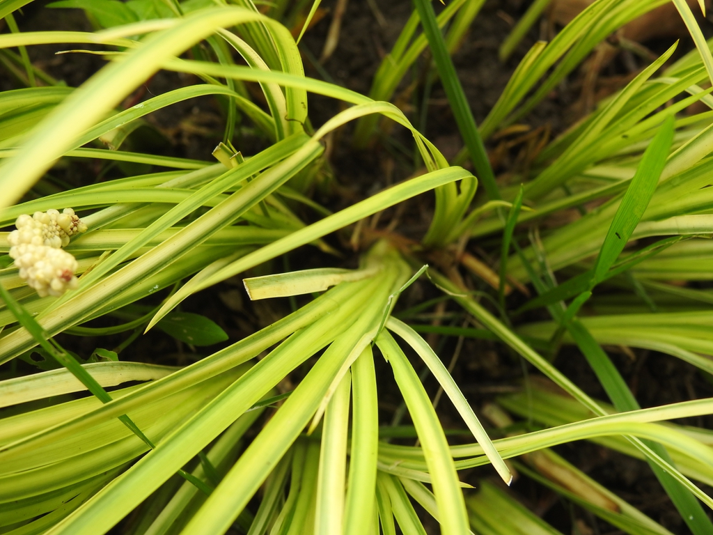 Acorus gramineus 'Oborozuki' leaf base