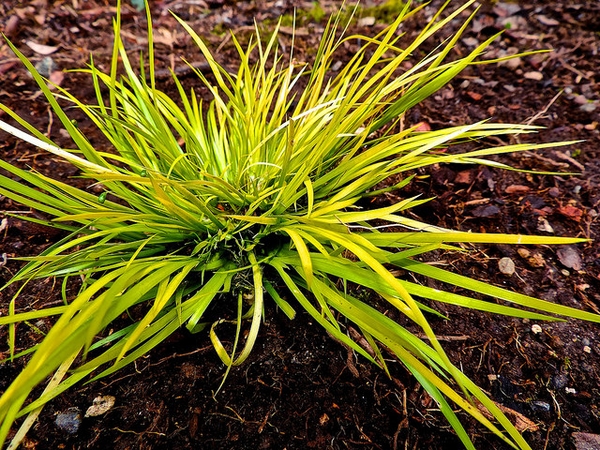 Acorus gramineus 'Minimus aureus'