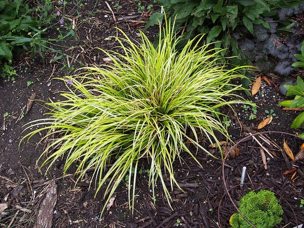 Acorus gramineus 'Ogon'