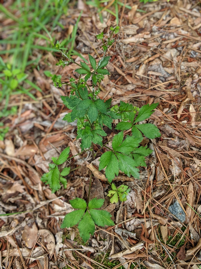 Wild Form Cabarrus County July 2021