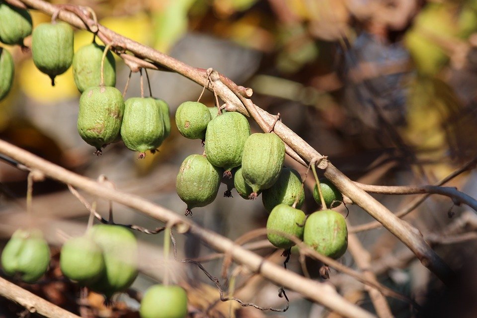 Actinidia kolomikta