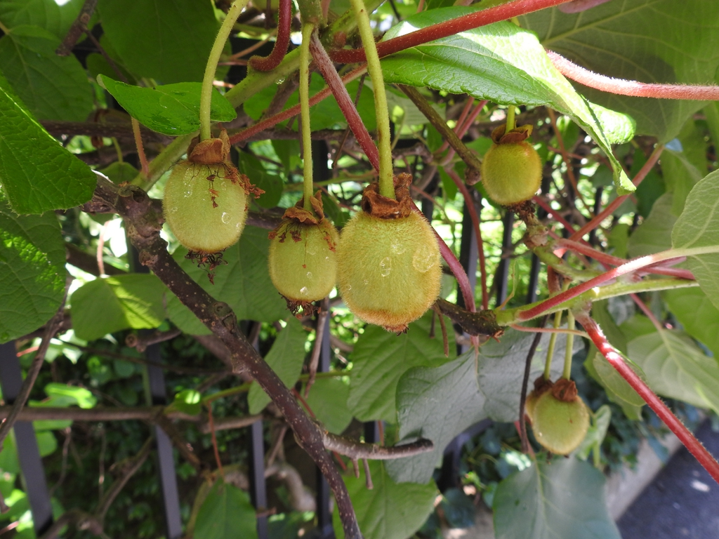 Fruits