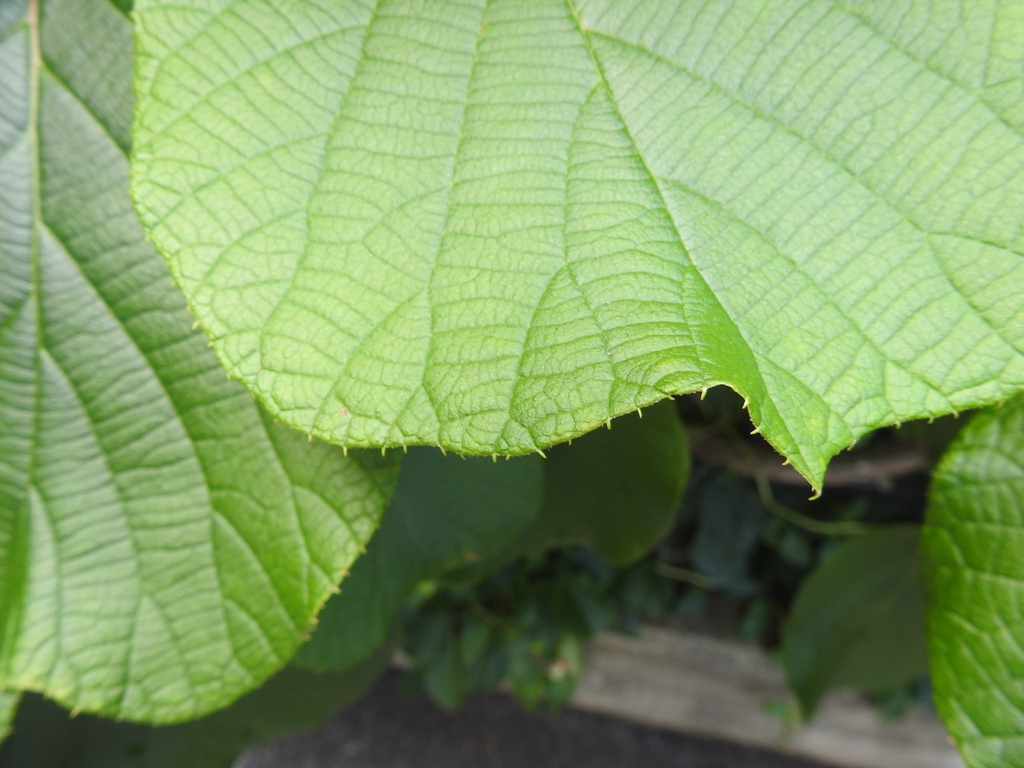 Leaf margin