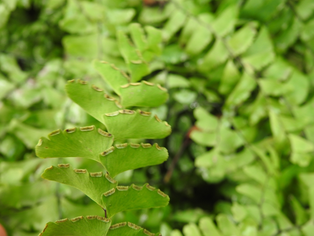 Close-up of underside of leaflet showing sori